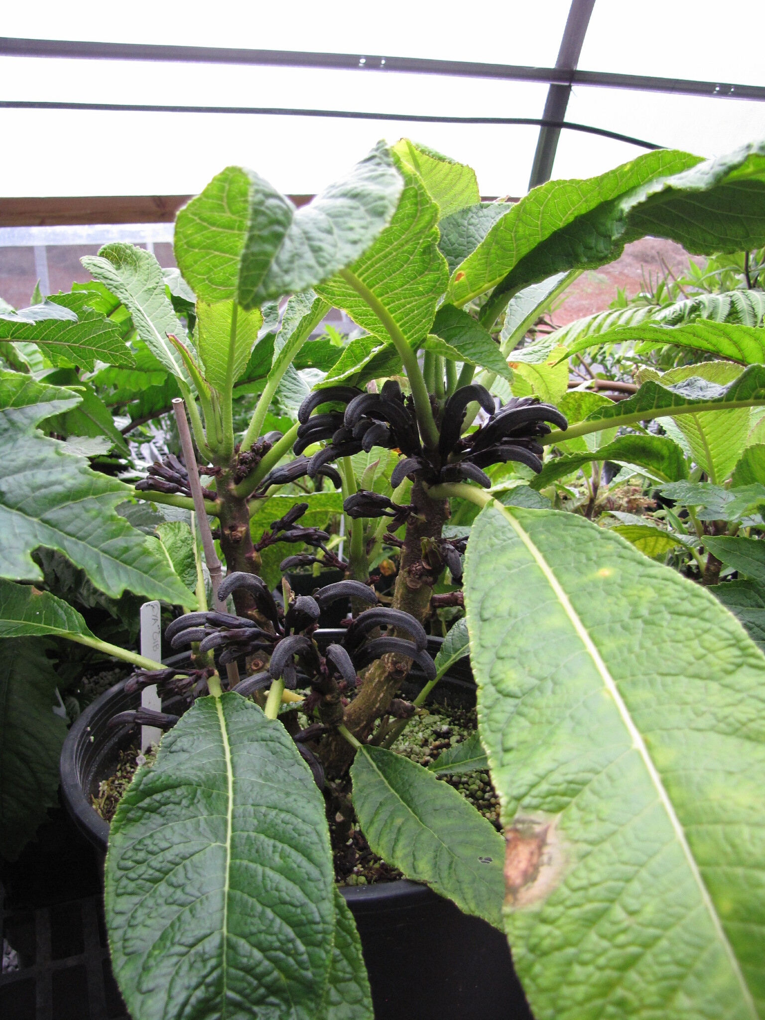 Cyanea gibsonii