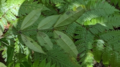 Strychnos cathayensis