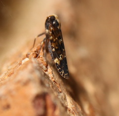 Achilidae