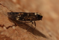 Achilidae