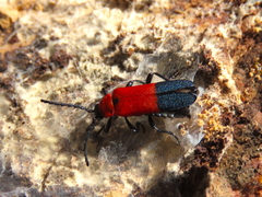 Calochromus slevini