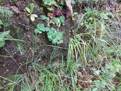 Thelymitra albiflora