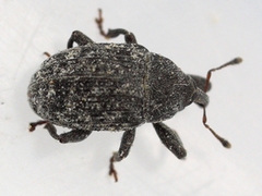 Rhyssomatus