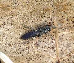 Crabroninae
