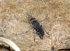Crabroninae