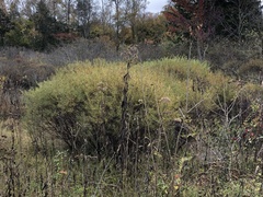 Hypericum densiflorum interior