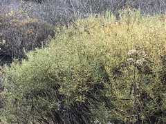 Hypericum densiflorum interior