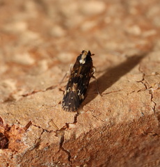 Achilidae