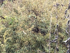 Hypericum densiflorum interior