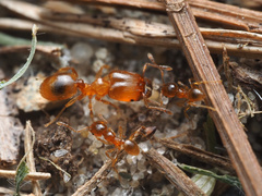 Pheidole tysoni