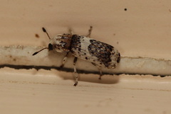 Ozotomerus bipunctatus