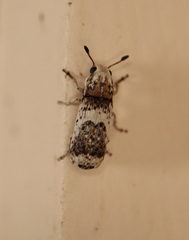 Ozotomerus bipunctatus