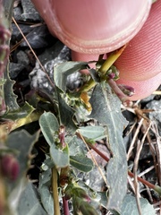 Lactuca virosa