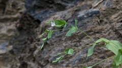 Small Flowered Canscora (Canscora diffusa)