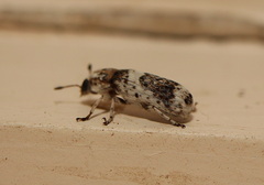 Ozotomerus bipunctatus