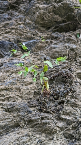 Image of Spreading Canscora (Canscora diffusa) by (c) Cheng-Te Hsu, some rights reserved (CC BY)