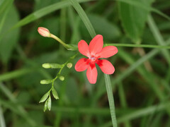 Freesia laxa