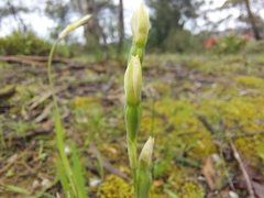 Thelymitra albiflora