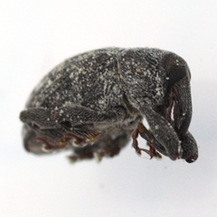 Rhyssomatus