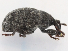 Rhyssomatus