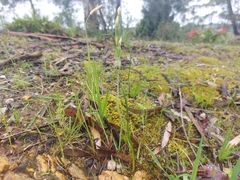 Thelymitra albiflora