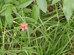 Freesia laxa