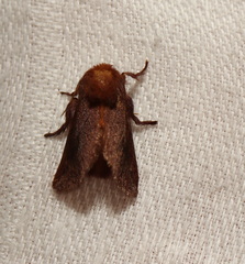 Doratifera stenora