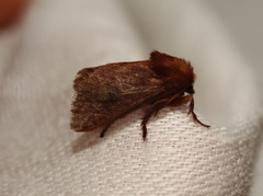 Doratifera stenora