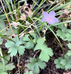 Geranium viscosissimum