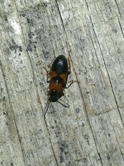 Stenolophus teutonus