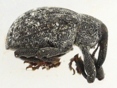 Rhyssomatus