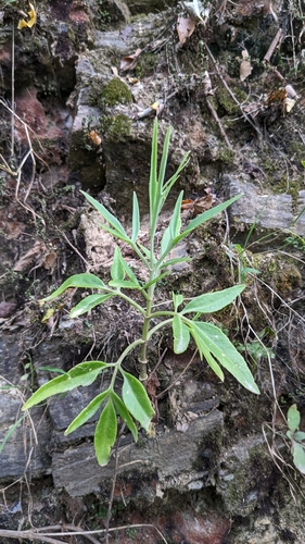 Image of Kalanchoe ceratophylla by (c) Cheng-Te Hsu, some rights reserved (CC BY)