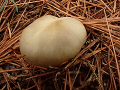 Tricholoma saponaceum