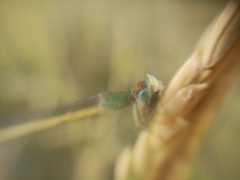 Ceriagrion