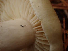 Tricholoma saponaceum
