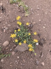 Loasa sigmoidea