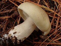 Tricholoma saponaceum
