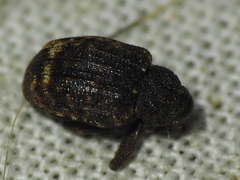 Conotrachelus posticatus
