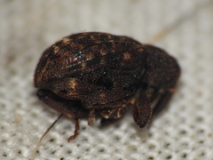 Conotrachelus posticatus