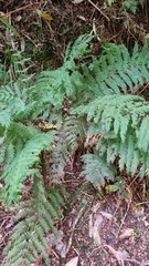 Leptopteris hymenophylloides