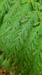 Leptopteris hymenophylloides