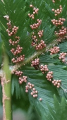 Leptopteris hymenophylloides