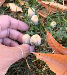 Coprinellus impatiens