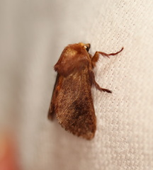 Doratifera stenora