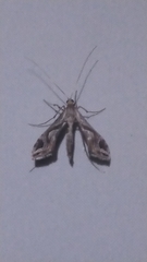 Lineodes integra