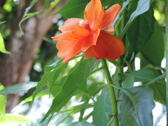 Leuenbergeria bleo