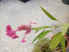 Celosia argentea