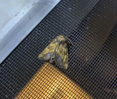 Papaipema cataphracta