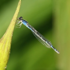 Enallagma carunculatum