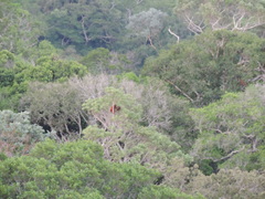 Alouatta macconnelli